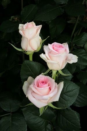 ROSE SENORITA KENIA 50